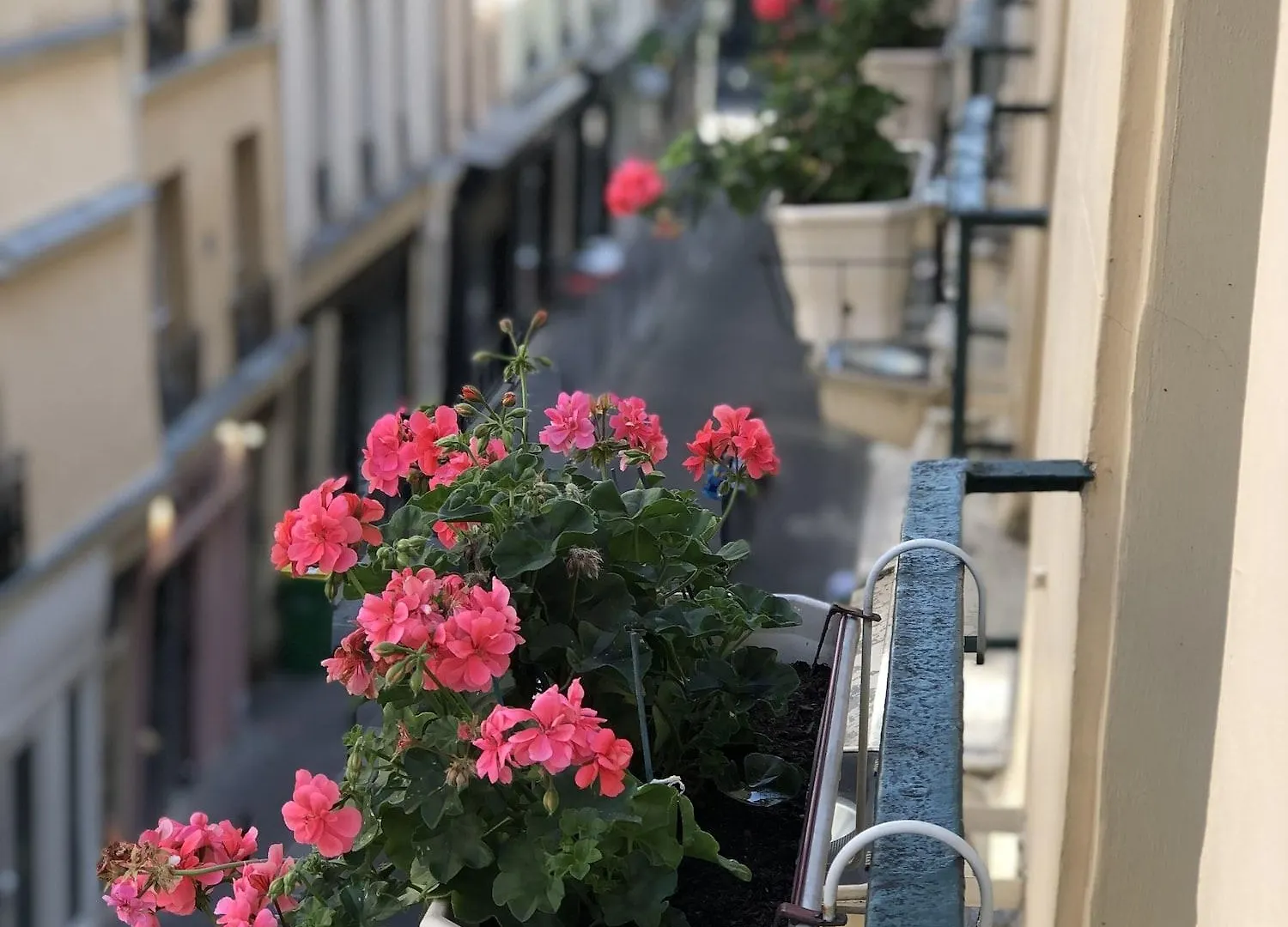 Du Vieux Saule Paris